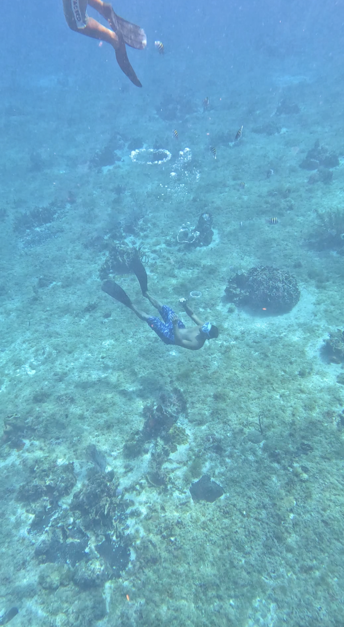 Snorkeling in Cozumel